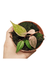 Philodendron Micans Variegata