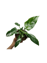 Philodendron White Princess