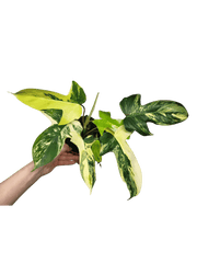 Philodendron Florida Beauty