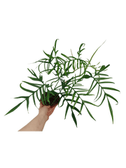 Philodendron Polypodioides