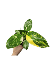 Philodendron Green Congo Variegata