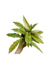 Philodendron Ring of Fire