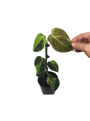 Philodendron Melanochrysum Variegata