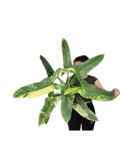 Philodendron Silver Sword Variegata