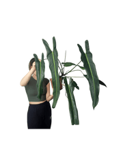 Philodendron Spiritus Sancti Adult