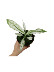 Spathiphyllum Sensation Variegata