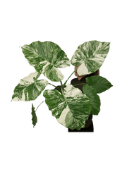 Alocasia Gageana Albo Variegata