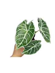 Alocasia Watsoniana Lightning Aurea