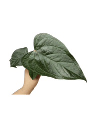 Anthurium Queen of Hearts (zum aussuchen)