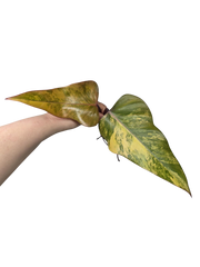 Philodendron Strawberry Shake Stecklinge