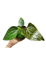 Anthurium Luxurians x Nigrolaminum Gigi