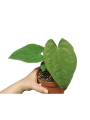 Anthurium Papillilaminum x Dressleri