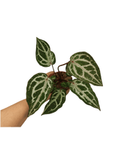 Anthurium Red Crystallinum Variegata