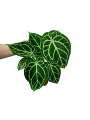 Anthurium Crystallinum Hybrid