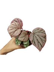 Begonia Peach