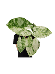 Alocasia Macrorrhiza Splash