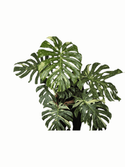 Monstera Thai Constellation XXL