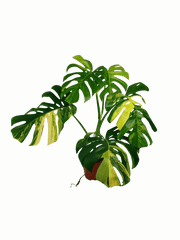 Monstera Aurea