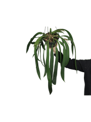 Anthurium Vittarifolium Groß