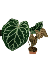 Anthurium Red Crystallinum