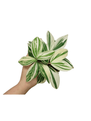 Costus Arabicus Variegata