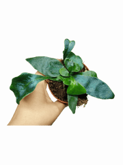 Microsorum Siamensis