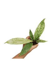 Anthurium Hookerie Mint Variegata