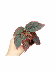 Begonia Medusa