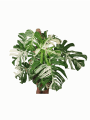 Monstera Variegata buschig Adult