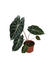 Alocasia Watsoniana Red Vein