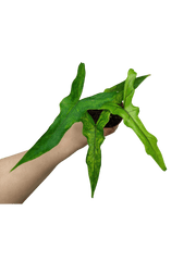 Alocasia Sabrina Aurea Variegata