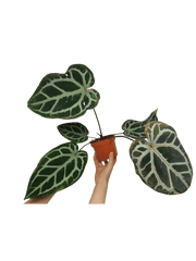 Anthurium Zara x Michelle X Red Crystallinum Hybrid