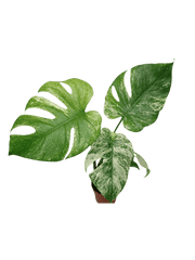 Monstera Mint