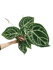 Anthurium Crystallinum Karma Crystal