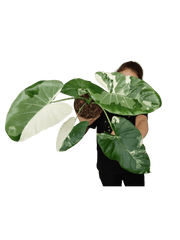 Alocasia Macrorrhiza Variegata