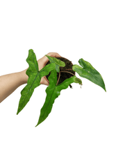 Alocasia Sabrina Aurea Variegata