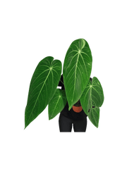Anthurium Warocqueanum x Waterburyanum