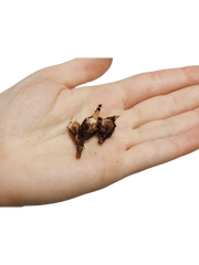 Alocasia Watsoniana Red Vein (Rhizom / Bulbe)