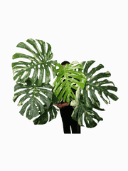 Monstera Thai Constellation XXL