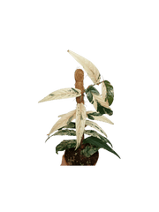 Ficus Sagittata Pink Variegata am Stab