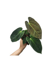 Anthurium Papillilaminum