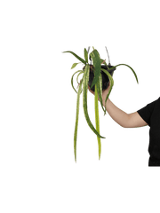 Anthurium Vittarifolium Aurea Variegata groß