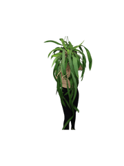 Anthurium Vittarifolium groß