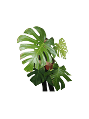 Monstera Green on Green