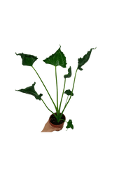 Alocasia Triangularis
