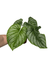 Philodendron Mamei 1