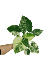 Alocasia Gageana Albo Variegata