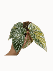 Begonia Snowcap Variegata