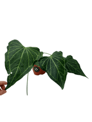 Anthurium Delta Force