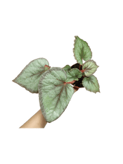 Begonia Flamingo Soul